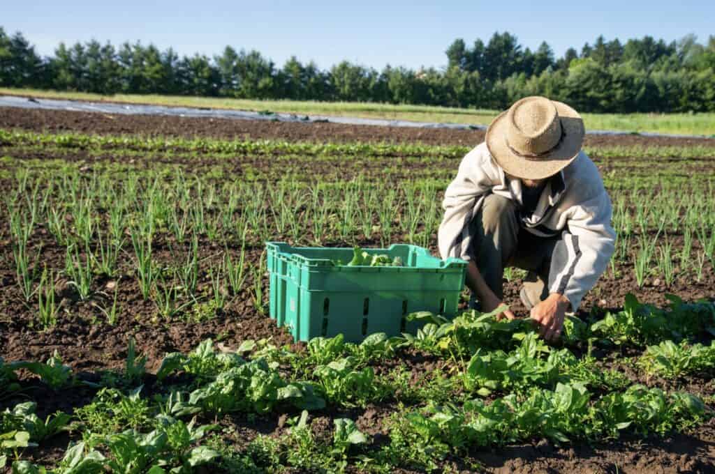 a man gathering vegetables from his garden